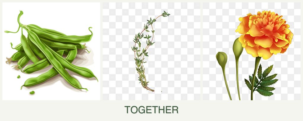 Can you plant beans, thyme and marigolds together?