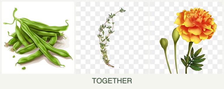 Can you plant beans, thyme and marigolds together?