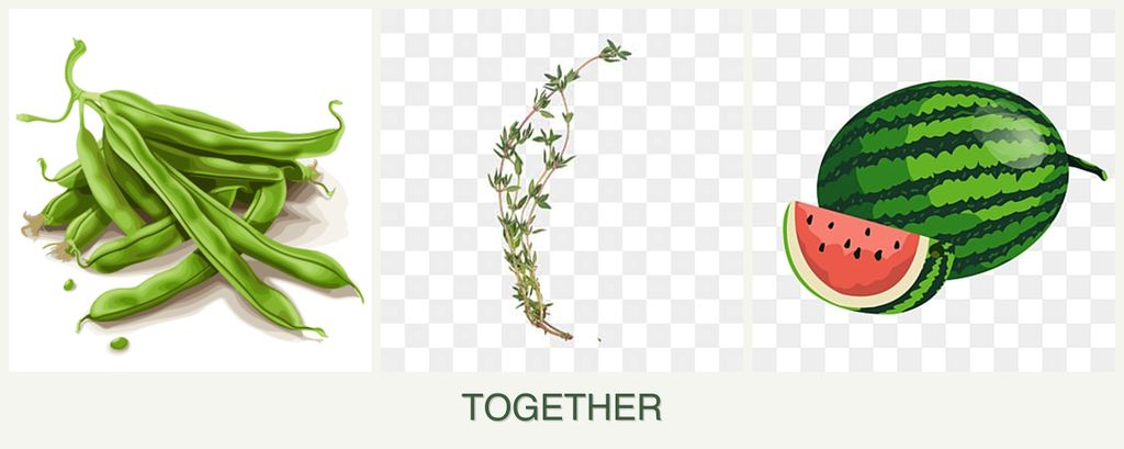 Can you plant beans, thyme and melons together?