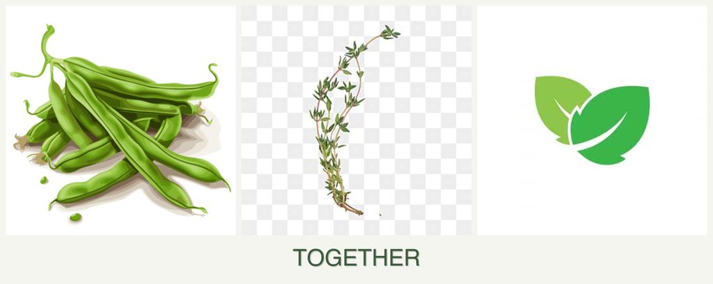Can you plant beans, thyme and mint together?