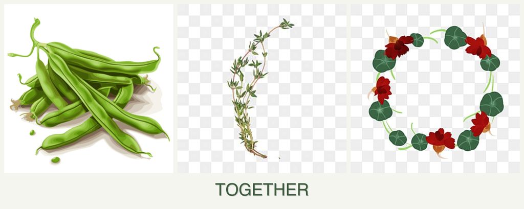 Can you plant beans, thyme and nasturtiums together?