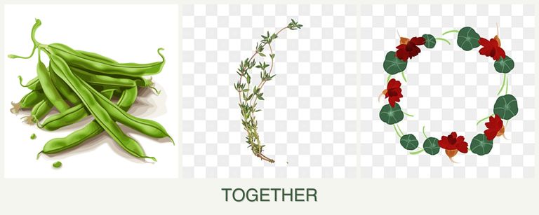 Can you plant beans, thyme and nasturtiums together?