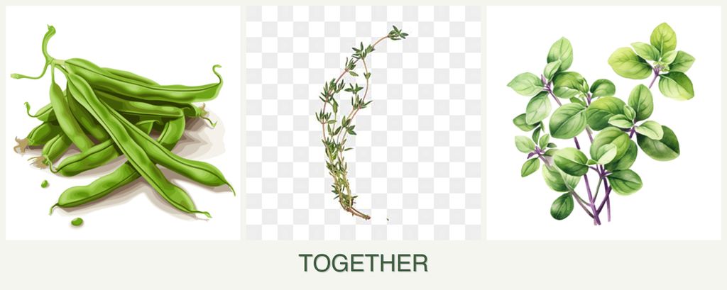 Can you plant beans, thyme and oregano together?