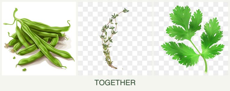 Can you plant beans, thyme and parsley together?