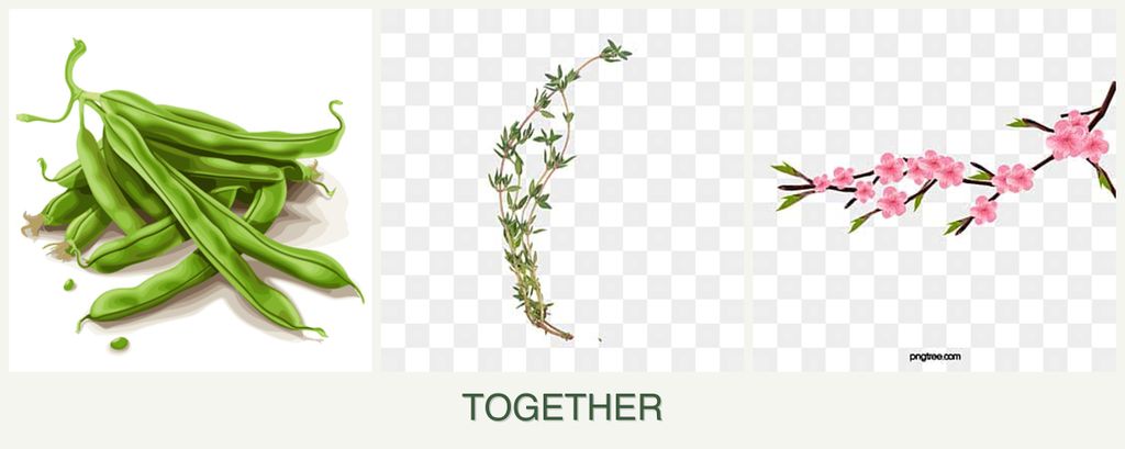 Can you plant beans, thyme and peaches together?