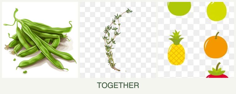 Can you plant beans, thyme and pears together?
