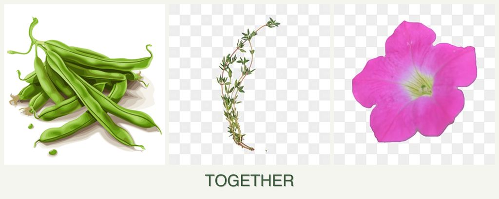 Can you plant beans, thyme and petunias together?