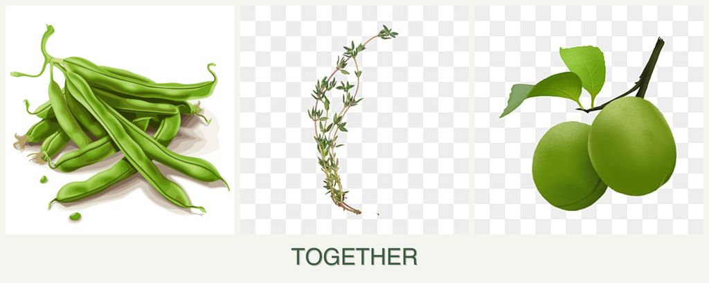 Can you plant beans, thyme and plums together?