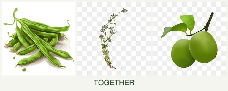 Can you plant beans, thyme and plums together?