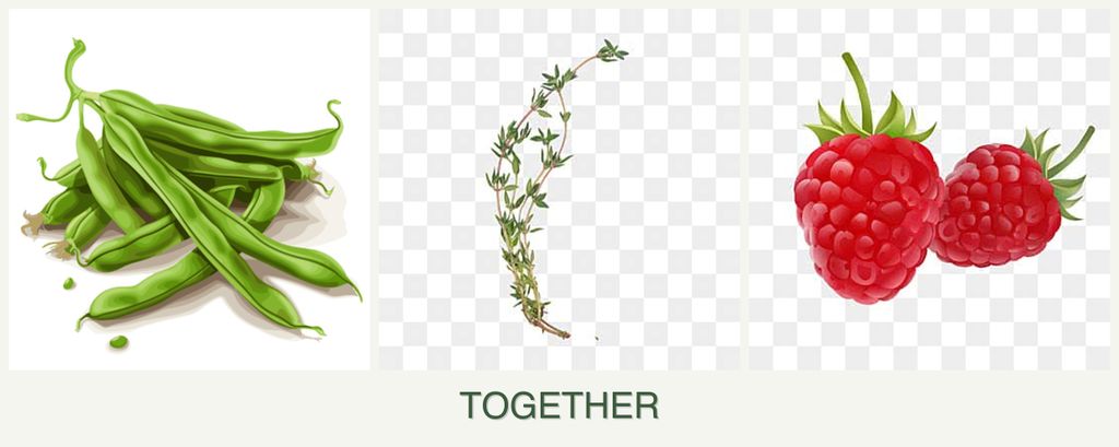 Can you plant beans, thyme and raspberries together?