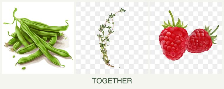 Can you plant beans, thyme and raspberries together?