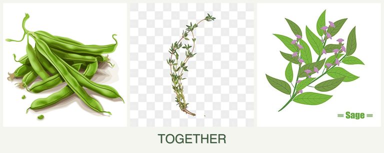 Can you plant beans, thyme and sage together?