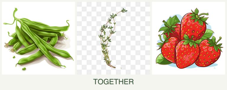 Can you plant beans, thyme and strawberries together?