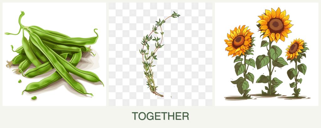 Can you plant beans, thyme and sunflowers together?