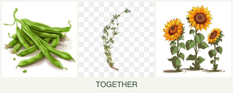 Can you plant beans, thyme and sunflowers together?
