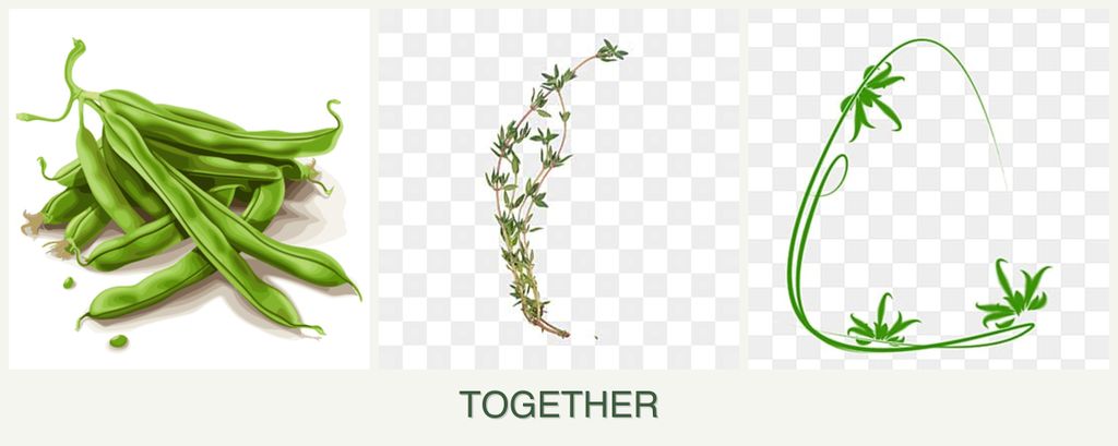 Can you plant beans, thyme and tarragon together?