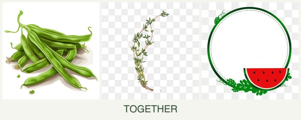 Can you plant beans, thyme and watermelons together?