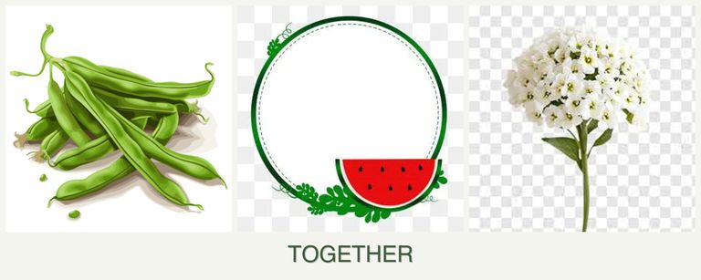 Can you plant beans, watermelons and alyssum together?