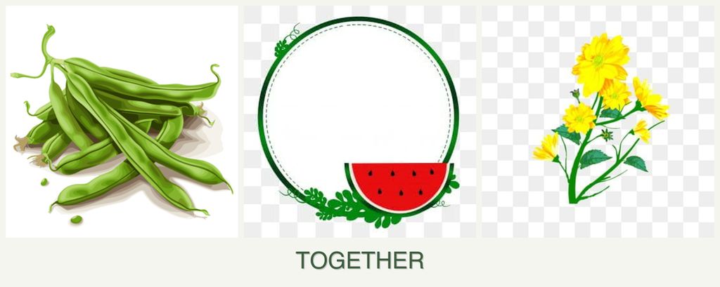 Can you plant beans, watermelons and calendula together?