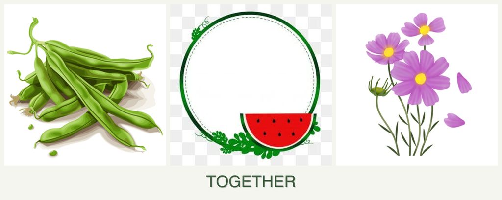 Can you plant beans, watermelons and cosmos together?