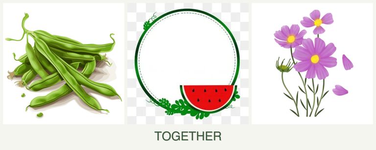 Can you plant beans, watermelons and cosmos together?