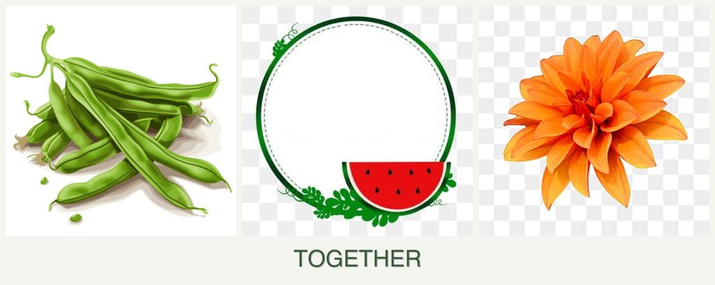 Can you plant beans, watermelons and dahlias together?