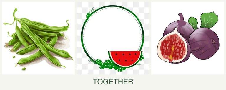 Can you plant beans, watermelons and figs together?