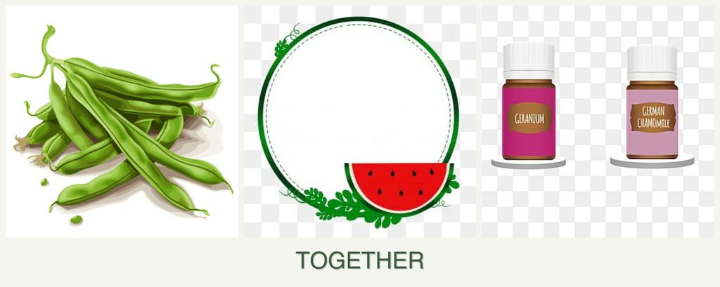 Can you plant beans, watermelons and geraniums together?