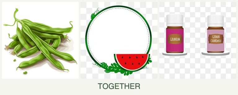 Can you plant beans, watermelons and geraniums together?