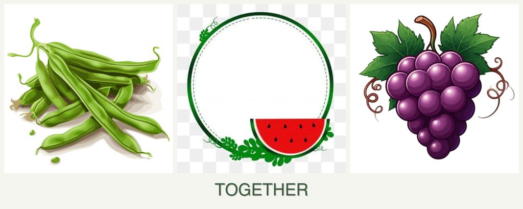 Can you plant beans, watermelons and grapes together?