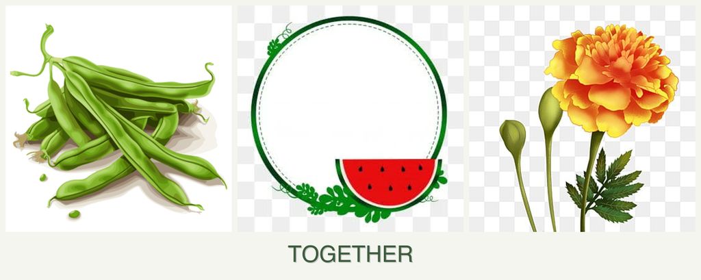 Can you plant beans, watermelons and marigolds together?