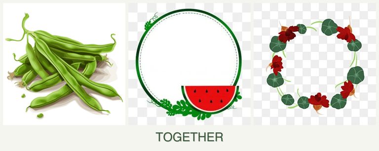 Can you plant beans, watermelons and nasturtiums together?