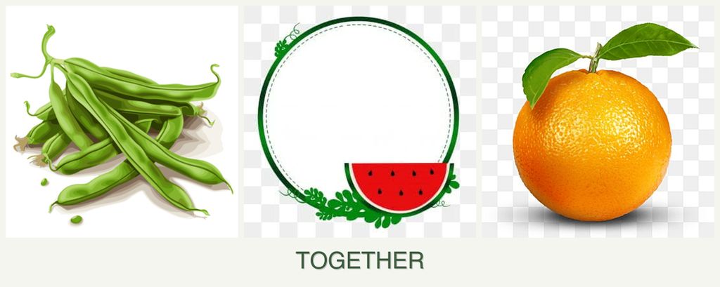 Can you plant beans, watermelons and oranges together?