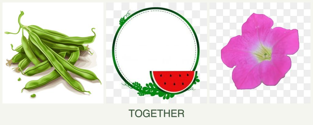 Can you plant beans, watermelons and petunias together?