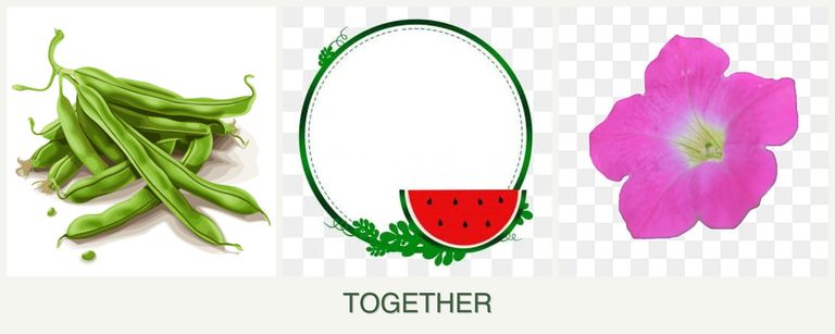 Can you plant beans, watermelons and petunias together?