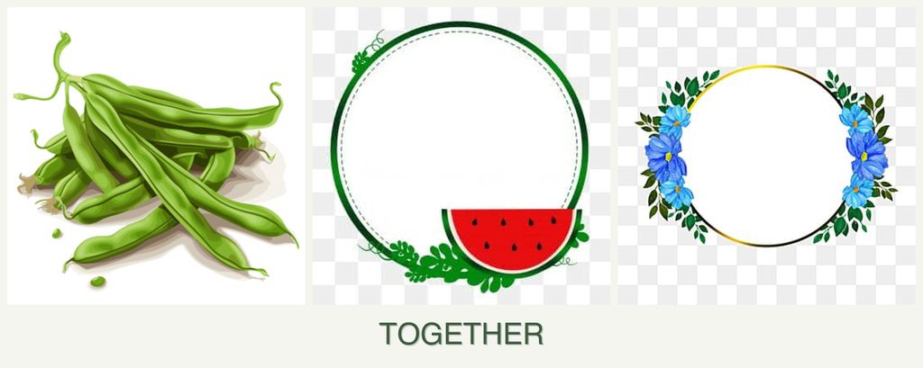 Can you plant beans, watermelons and zinnias together?