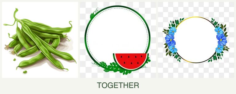 Can you plant beans, watermelons and zinnias together?