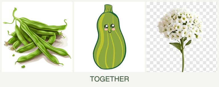 Can you plant beans, zucchini and alyssum together?