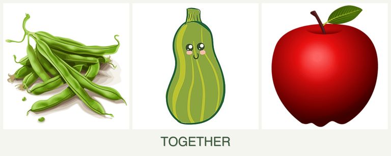 Can you plant beans, zucchini and apples together?