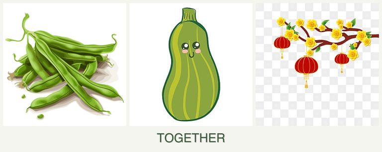 Can you plant beans, zucchini and apricots together?