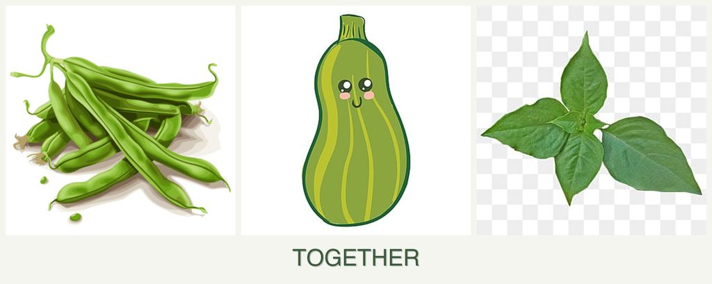 Can you plant beans, zucchini and basil together?