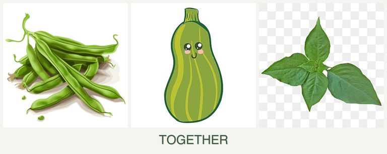 Can you plant beans, zucchini and basil together?