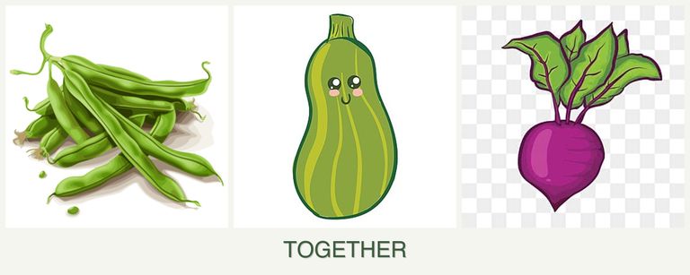 Can you plant beans, zucchini and beets together?