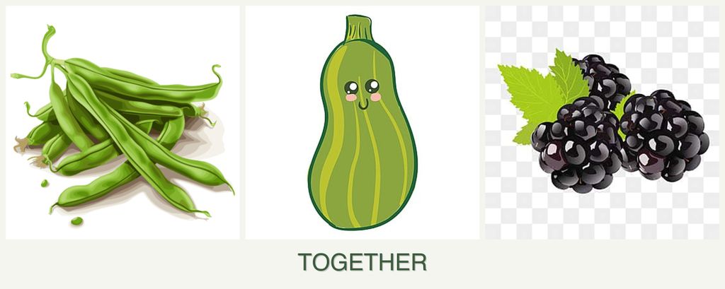 Can you plant beans, zucchini and blackberries together?