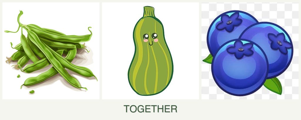 Can you plant beans, zucchini and blueberries together?