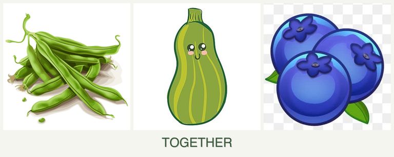 Can you plant beans, zucchini and blueberries together?