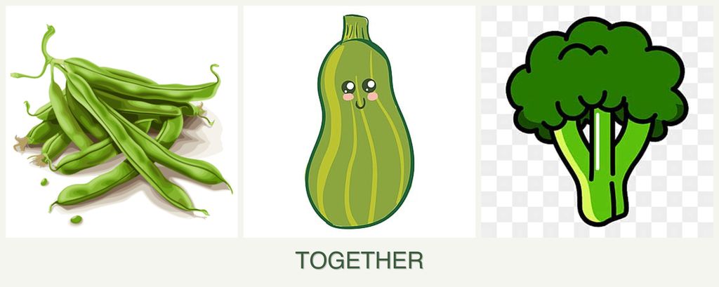 Can you plant beans, zucchini and broccoli together?