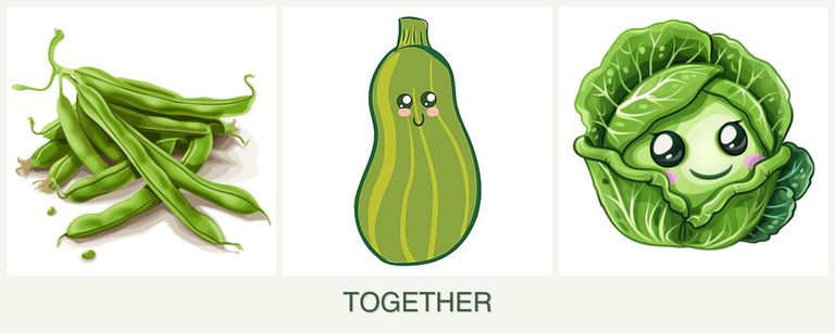Can you plant beans, zucchini and cabbage together?