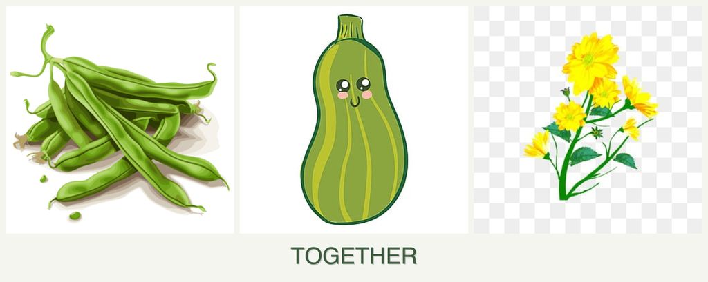 Can you plant beans, zucchini and calendula together?
