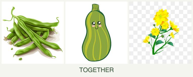 Can you plant beans, zucchini and calendula together?
